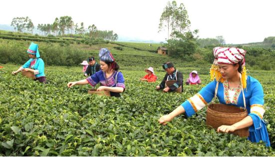 古琶茶的春天之古琶茶的历史渊源