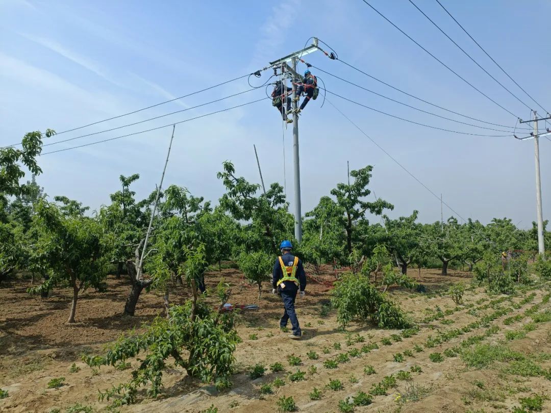 由於線路走廊主要種植果樹,施工難度較大.