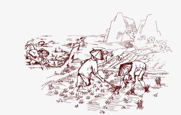 记忆那年小满学插秧罗学娅