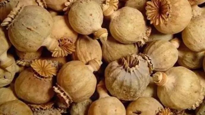 暗访罂粟壳黑市：多流向小吃市场丨罂粟壳真会让食物更好吃？