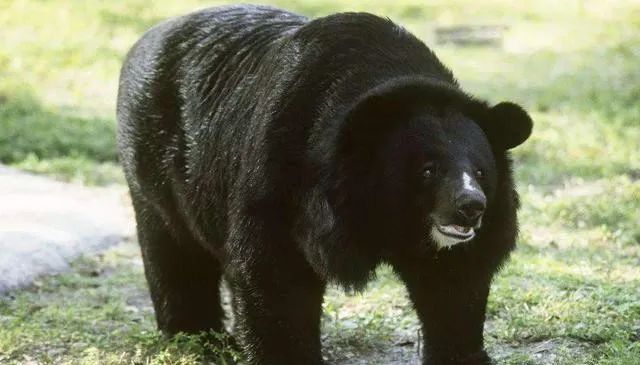 黑熊的各项指标都要比北极熊和棕熊差,它的身高在1.