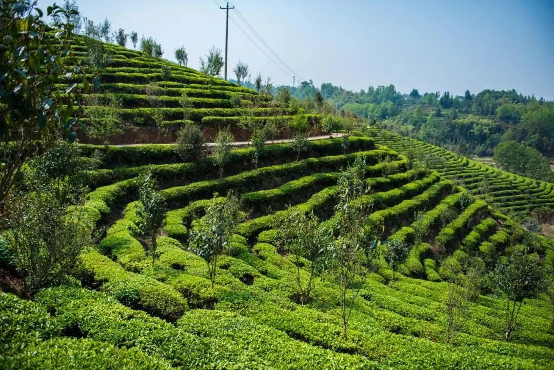 国际茶日邀你来腾冲感受茶文化