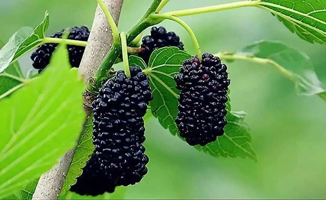 描写的就是我们现在桑果.