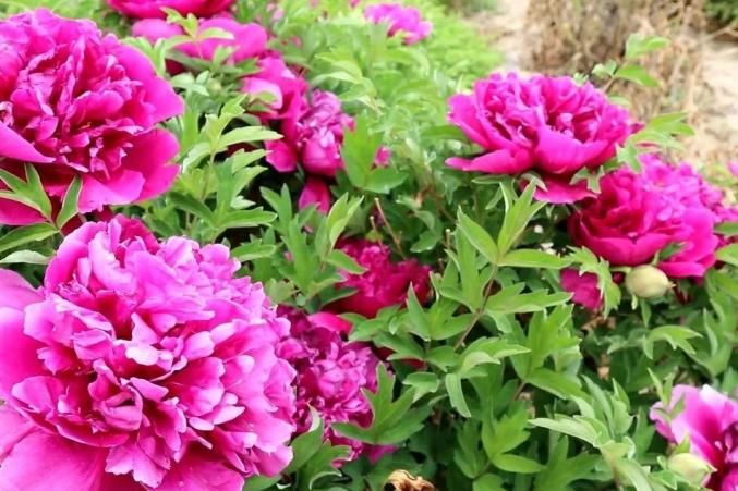 白银区黄崖沟里牡丹艳沐浴花香品芬芳