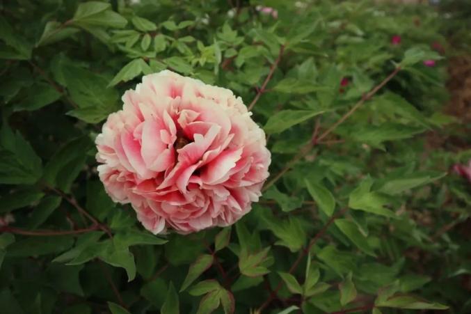 白银区黄崖沟里牡丹艳沐浴花香品芬芳