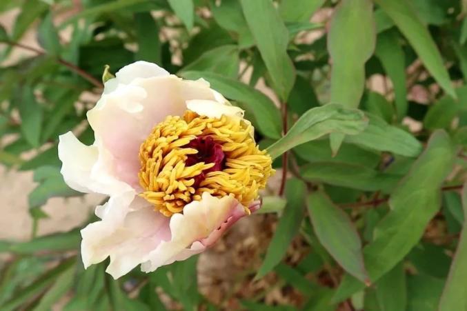 白银区黄崖沟里牡丹艳沐浴花香品芬芳