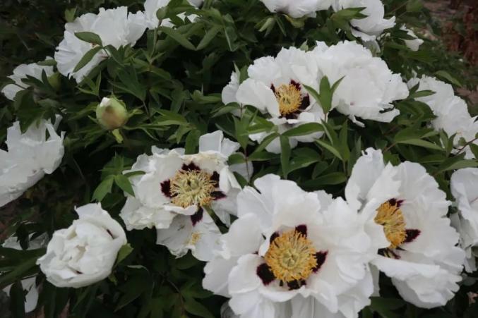 白银区黄崖沟里牡丹艳沐浴花香品芬芳