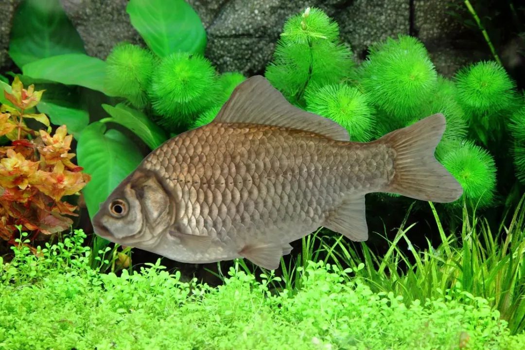 鲫carassius auratus兴凯鱊acheilognathus chankaensis子陵吻鰕虎鱼