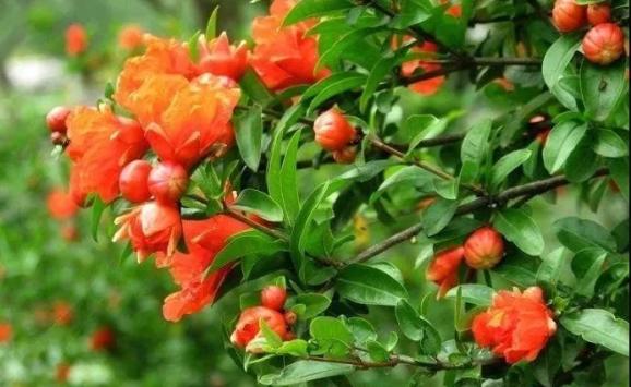 贾汪万亩石榴花开迎客来