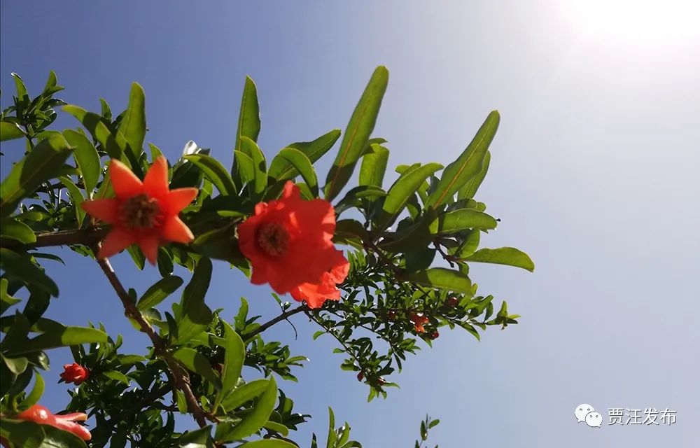 贾汪万亩石榴花开迎客来