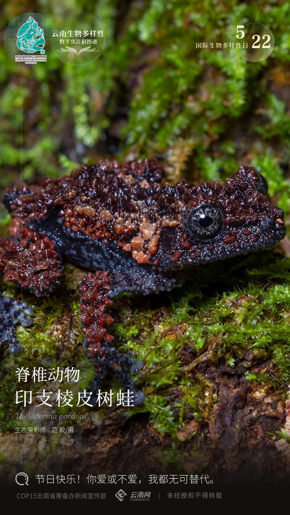 云南生物多样性数字化百科图谱脊椎动物61印支棱皮树蛙你爱或不爱我
