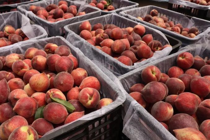 个旧的油桃红桃熟了香甜脆爽惹人桃醉