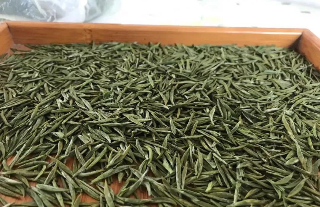 宁波象山茶叶图片