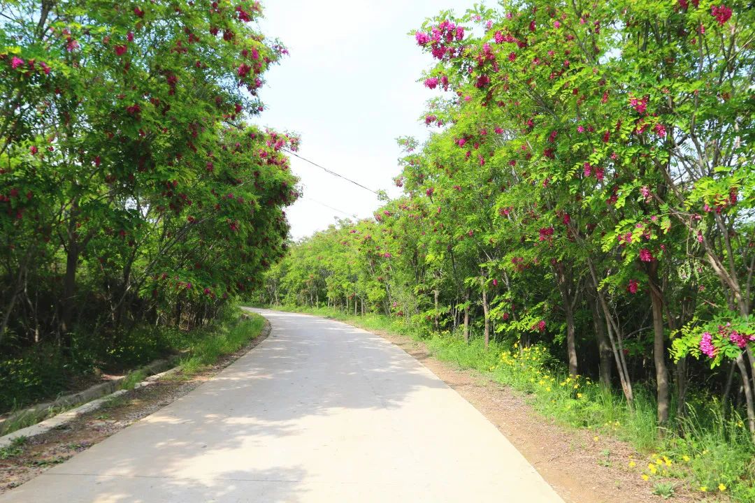 香花槐季哪里是黄龙网红打卡点