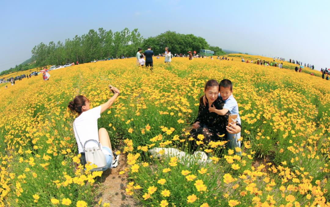 文登這個地方千畝金雞菊花海,桑葚免費吃,銀杏果可帶走