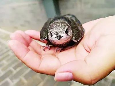 留住北京雨燕我们可以做得更多