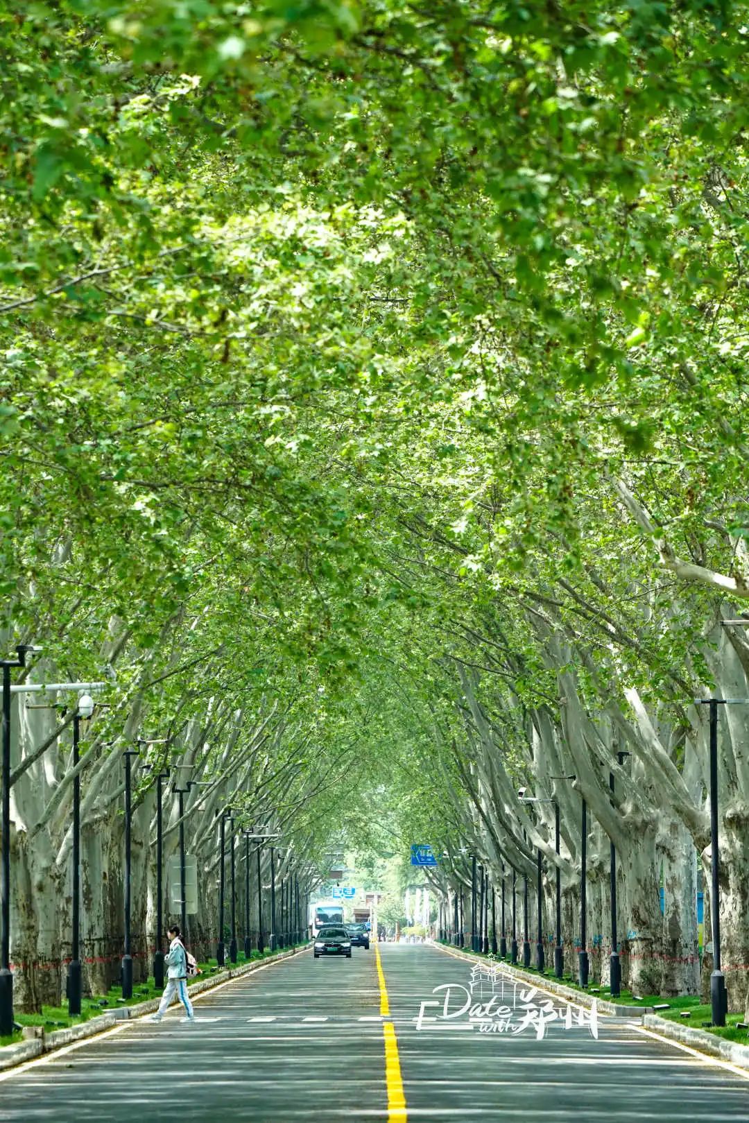 datewith郑州一年里这个时候她最美