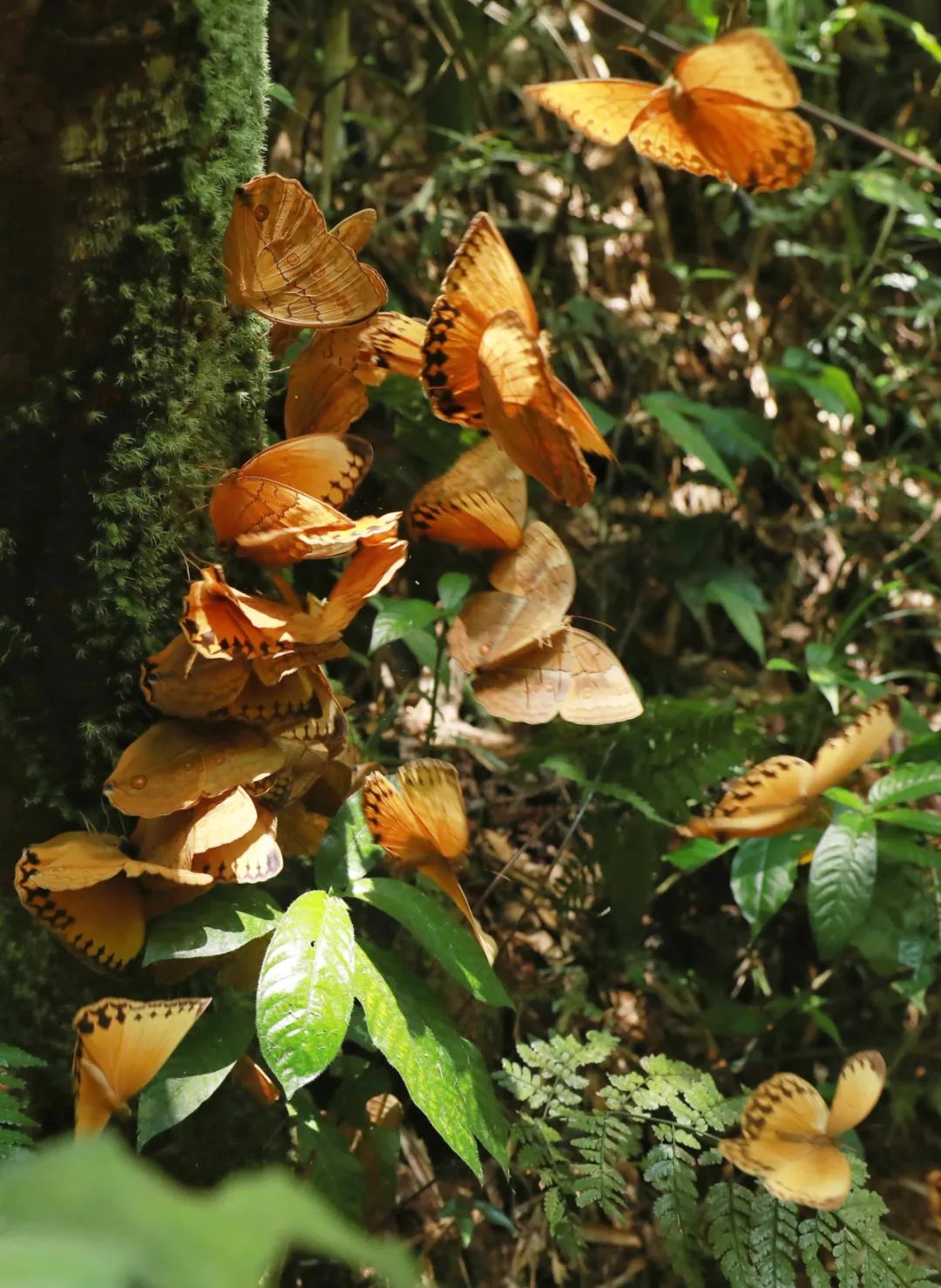 马鞍底蝴蝶大爆发!小编带你身临其境,与蝶共舞