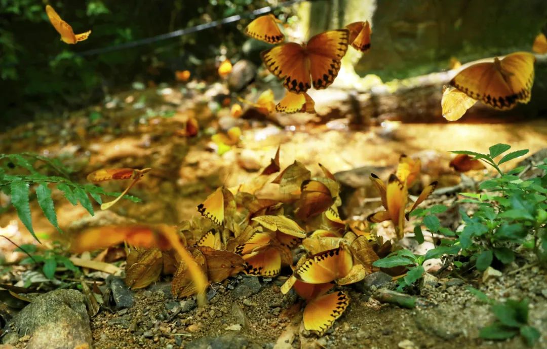 马鞍底蝴蝶大爆发!小编带你身临其境,与蝶共舞