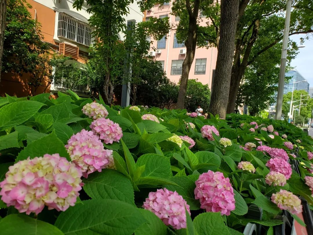 花开成海 八仙花最美的样子你拍了吗