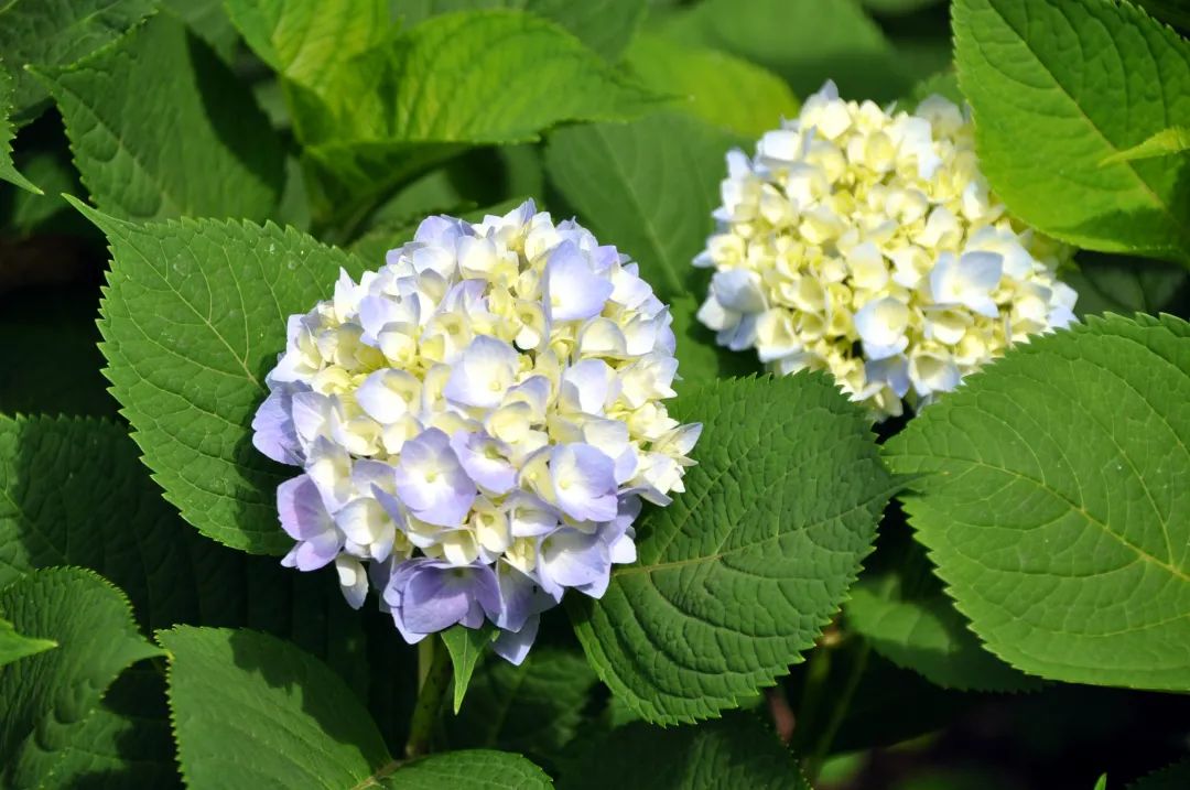 花开成海 八仙花最美的样子你拍了吗