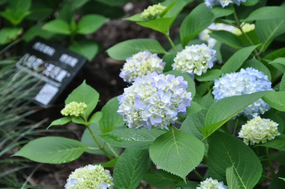 花开成海 八仙花最美的样子你拍了吗