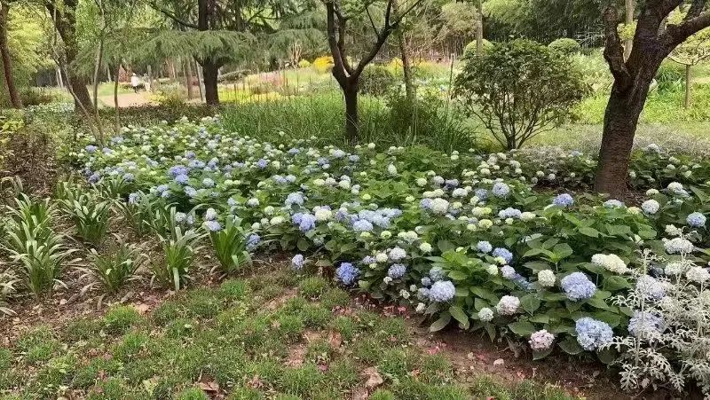 花开成海 八仙花最美的样子你拍了吗