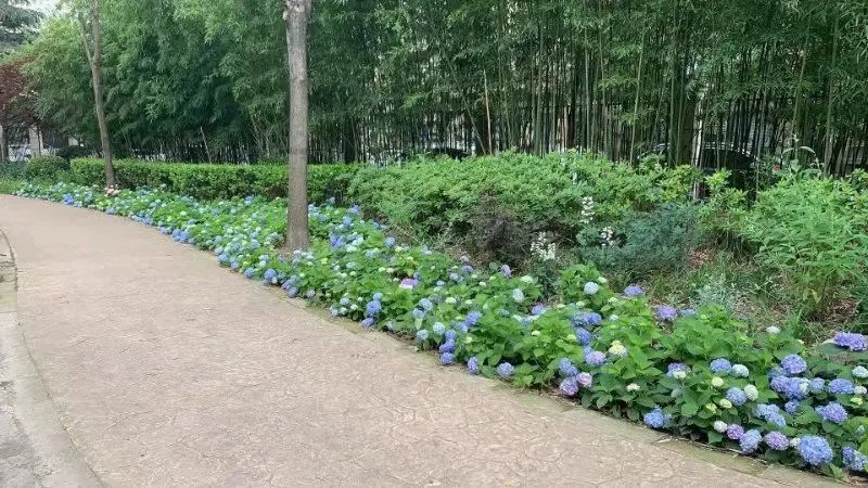 花开成海 八仙花最美的样子你拍了吗