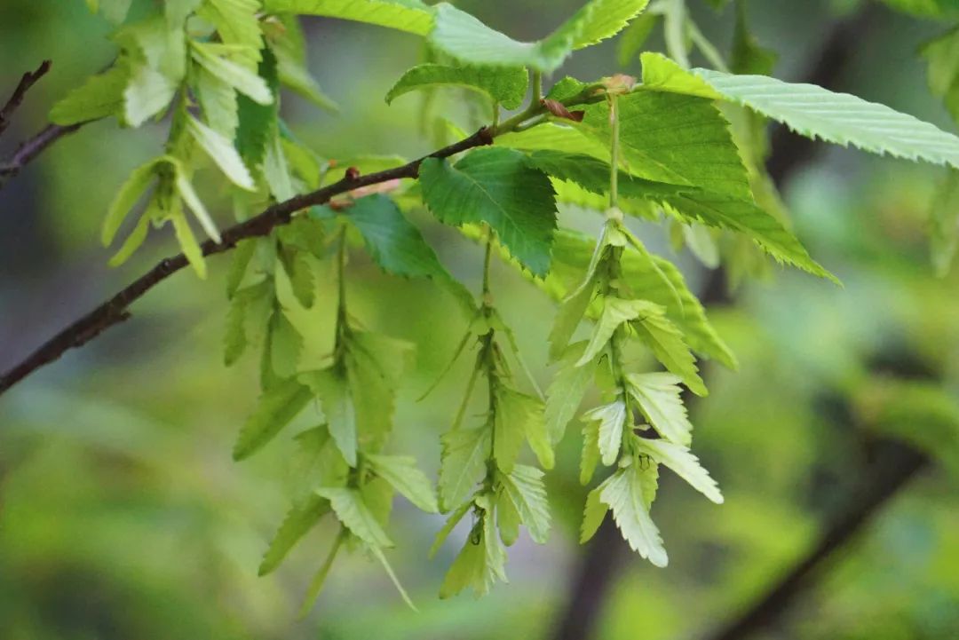 华东地区珍稀濒危植物及其保护概况