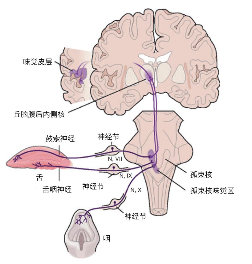 神经支配区域图图片