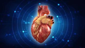 成功培育首颗人类心脏类器官，解谜心脏工作更进一步