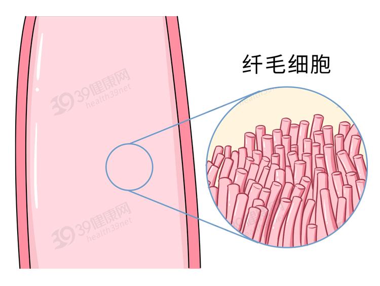 支气管纤毛图片