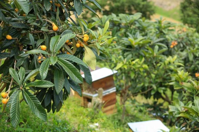 剑河枇杷树下养蜂忙立体种养钱景旺