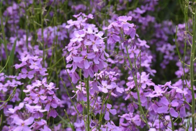 紫色油菜花就在宁晋这个地方