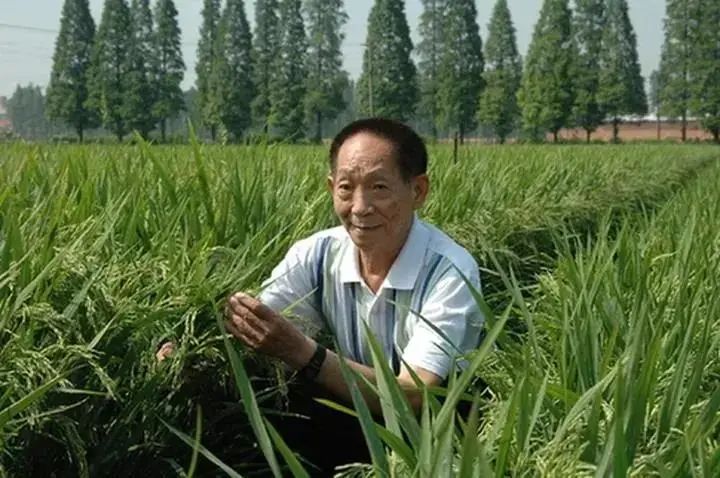 有隐患袁老把一生浸在稻田里把功勋写在大地上感谢您为国家,为人民所
