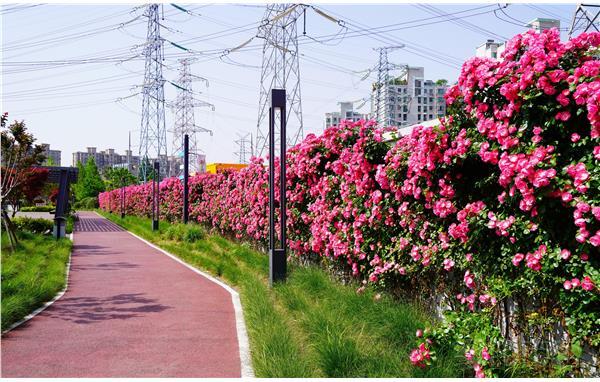 夏日寻花丨白遗桥公园月季花谷迎来最佳观赏期园内还有月季花篱等你