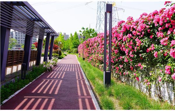 夏日寻花丨白遗桥公园月季花谷迎来最佳观赏期园内还有月季花篱等你