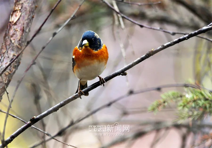 群力外灘,兆麟公園,狗島等處,拍到了各種各樣的野生鳥類