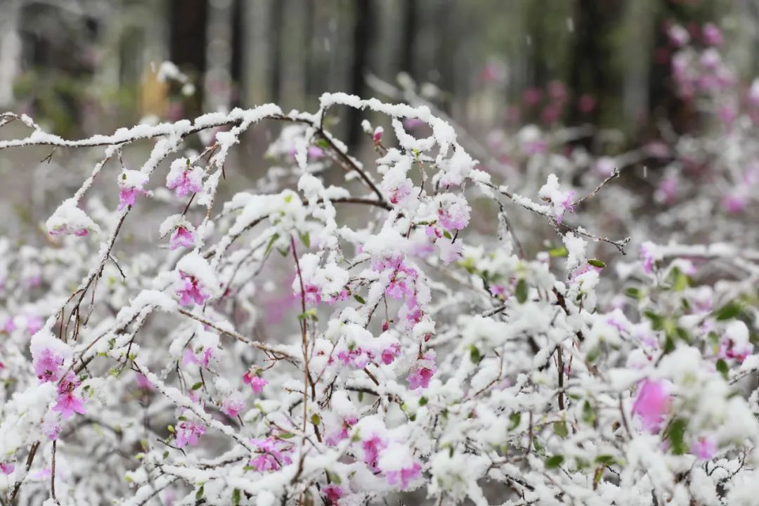 黑龙江漠河5月飞雪图片