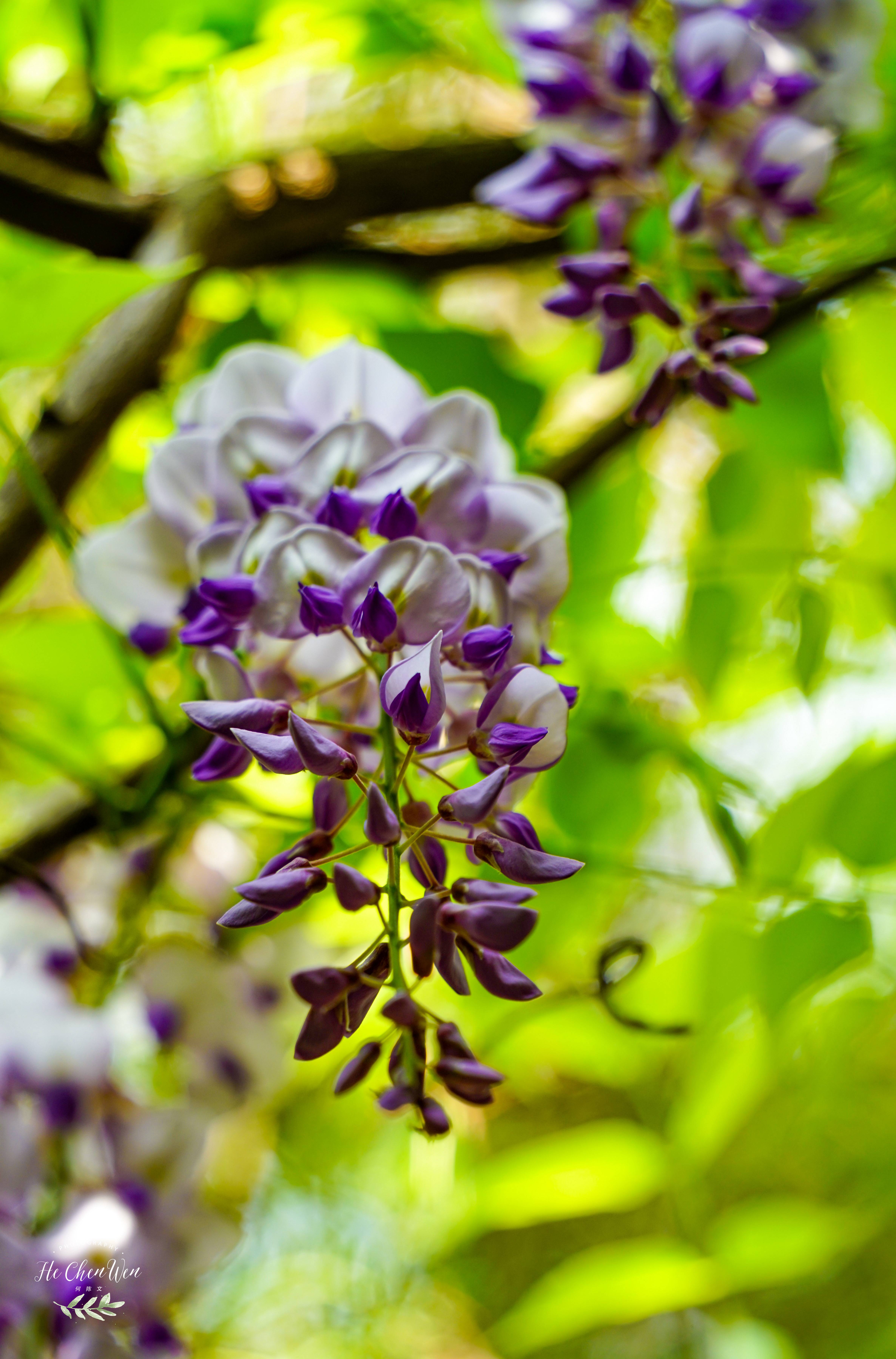 紫藤树图片日照图片