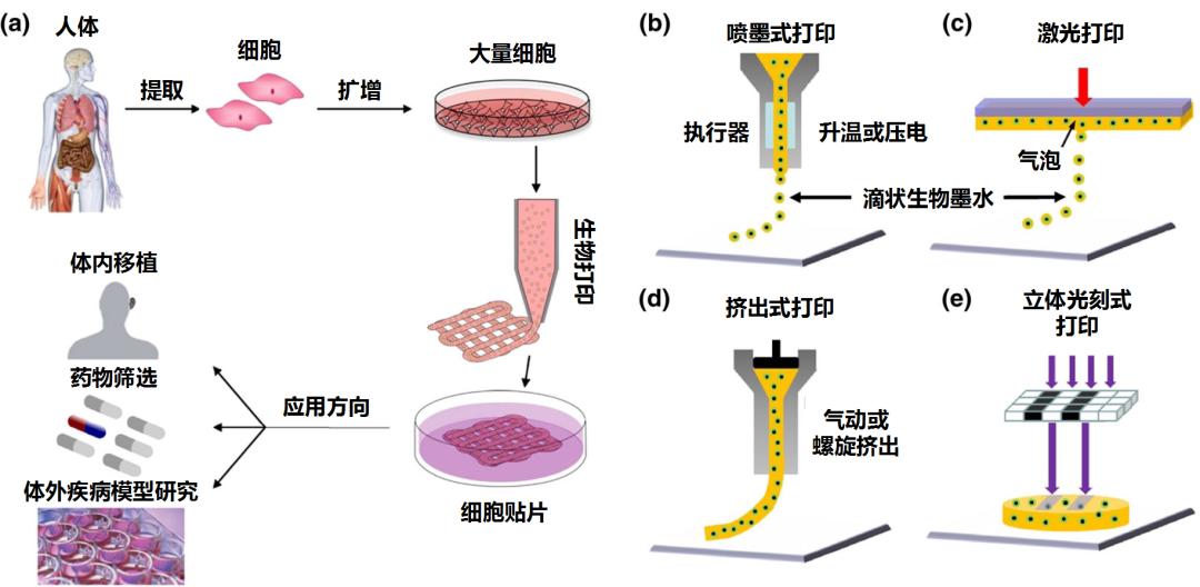 干货 高考生物复习专题 细胞呼吸与光合作用 知乎