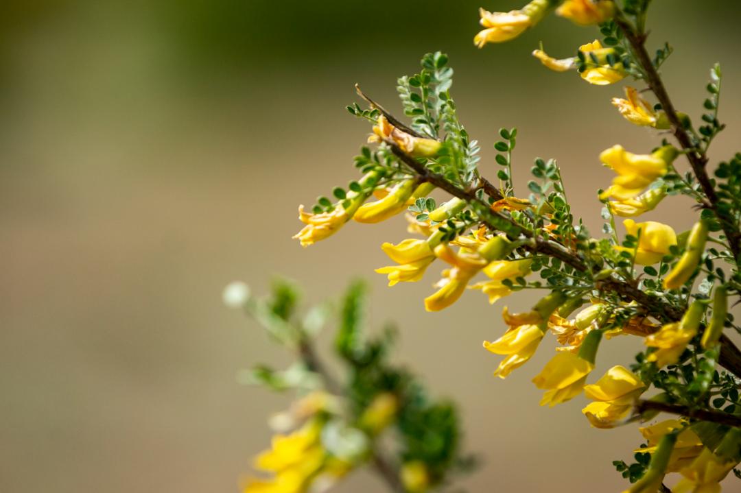 浪漫初夏与美邂逅鄂托克前旗邀您共赏百万亩柠条花