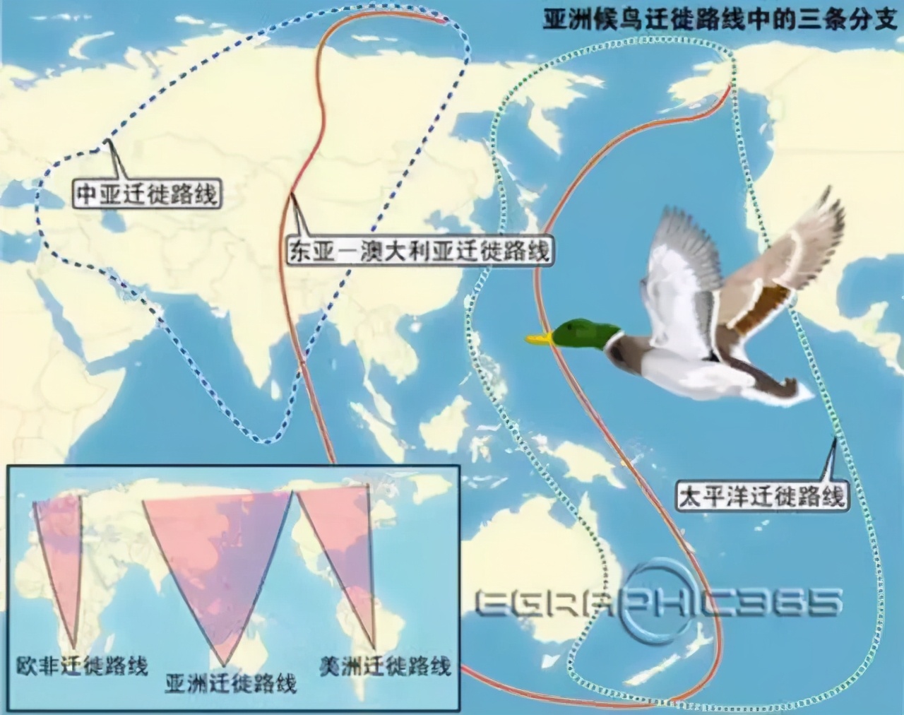 雨燕迁徙路线图片