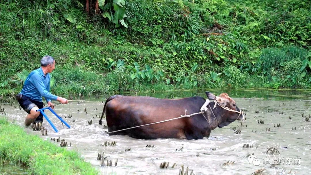 在被誉为"最后牛耕部落"的洋洞村的梯田上,一大早