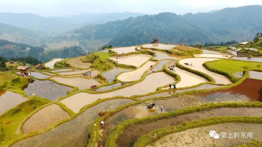 【航拍】牛耕部落惊现"千牛同耕",现场太壮观了!