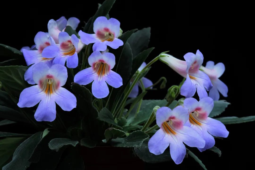 极度濒危植物李氏报春苣苔在上海植物园绽放