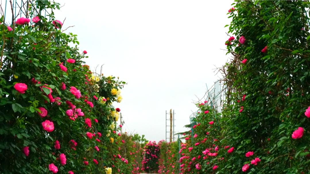 游玩即墨这片夏日限定玫瑰花海惊艳上线