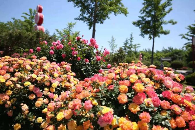 这就是山东烟台丨月季花节如期而至美得划不动屏