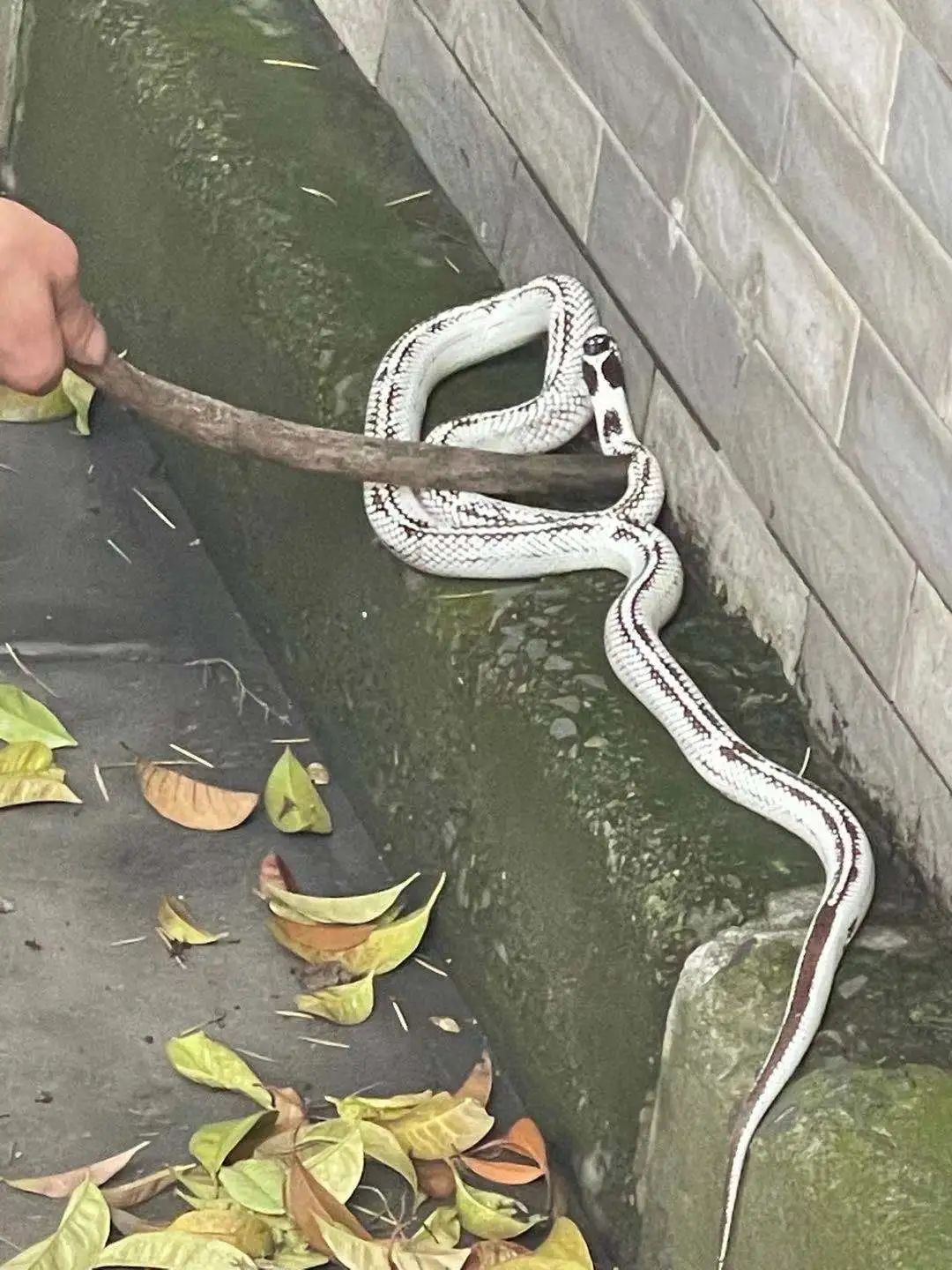 条纹和斑块发现了一条小白蛇在中山北二路国康路路口的花坛边几天前