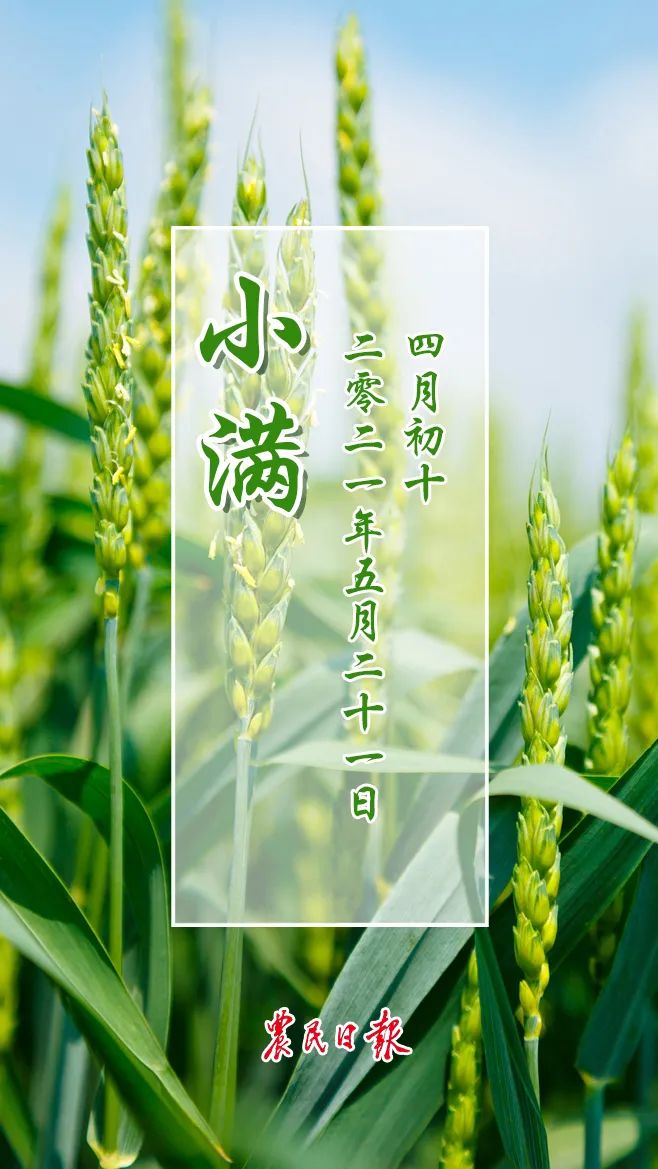 今日小满2021-05-21 18:00河南广播电视台乡村频道官方澎湃号河南乡村